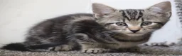 Mixed Breed cats for sale: Stunning part Siamese kittens ready now  - Advert 6