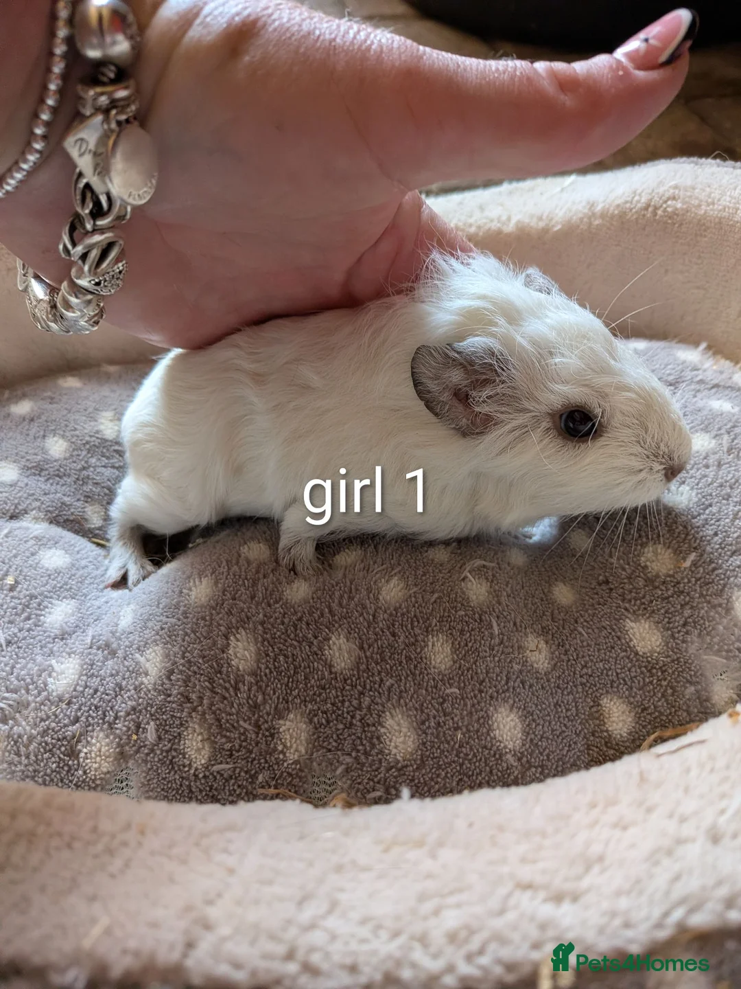 Guinea Pig rodents for sale: Baby girl guinea pigs ready now - Advert 2