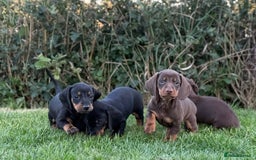 Dachshund dogs for sale: Beautiful KC smooth haired dachshund puppies  - Image 3