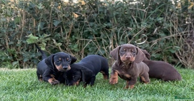 Dachshund dogs - Advert 16