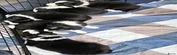 Border Collie dogs for sale: KC Reg Border Collie Puppies Black & White - Advert 7