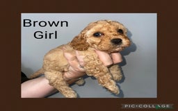 Cavapoo dogs for sale: Beautiful Cavapoo Puppies – 7 Girls & 4 Boys  - Image 3