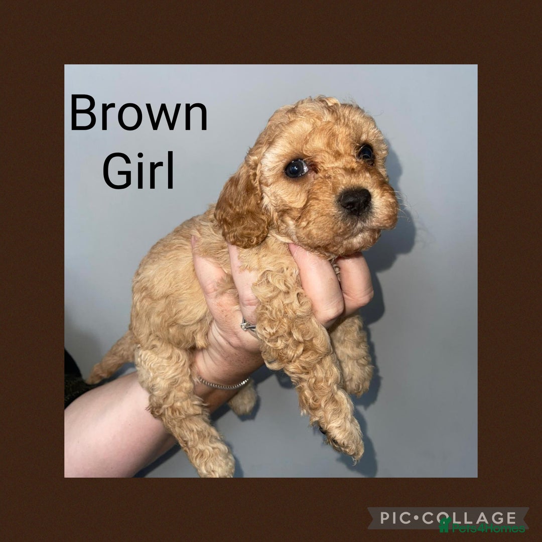 Cavapoo dogs for sale: Beautiful Cavapoo Puppies – 7 Girls & 4 Boys  - Image 3