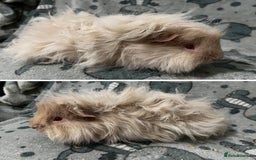 Guinea Pig rodents for sale: Guinea Pig pairs Teddy and Lunkarya  - Image 10