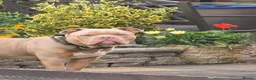 American Bully dogs for sale: Pocket bully For sale through no fault of his own in Doncaster - Advert 2