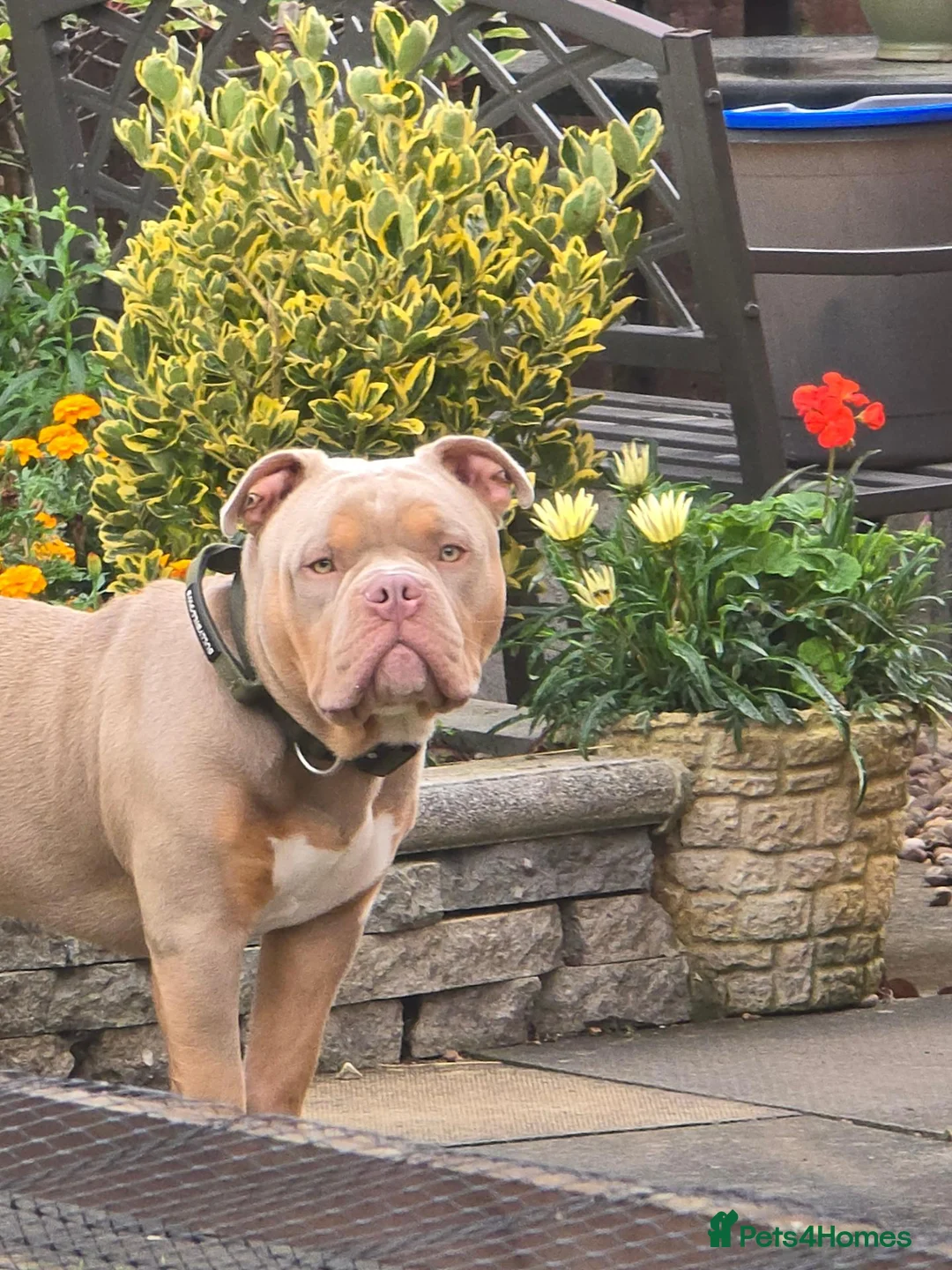 American Bully dogs for sale: Pocket bully For sale through no fault of his own in Doncaster - Advert 2