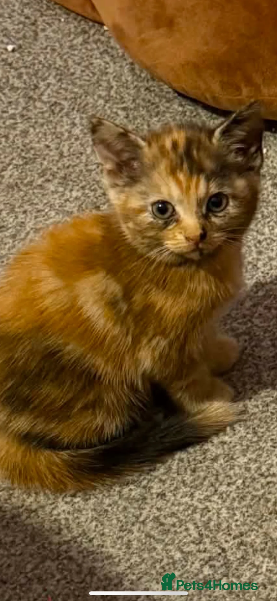 Mixed Breed cats for sale: Kittens in Newcastle upon Tyne - Advert 11