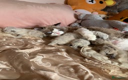 Selkirk Rex cats for sale: Selkirk rex kittens  - Image 26