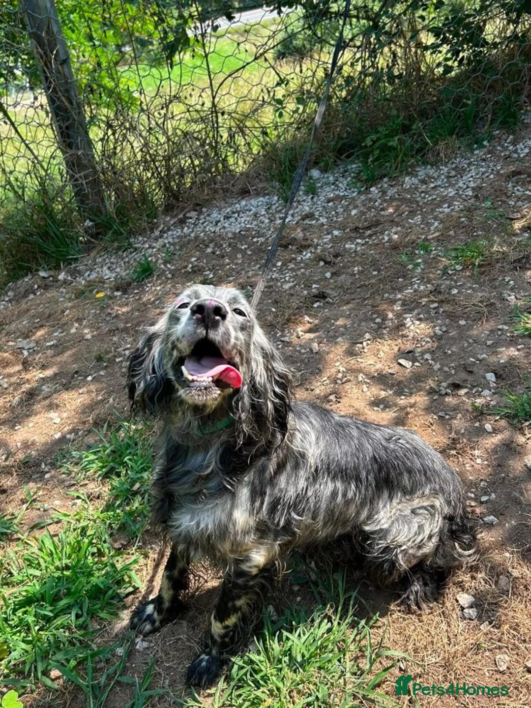 English Setter dogs for adoption: Laya  in Alfreton - Advert 12
