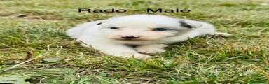Rado