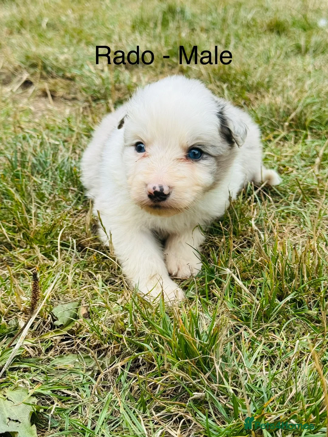 Border Collie dogs for sale: KC Registered Border Collie Puppies For Sale - Advert 12