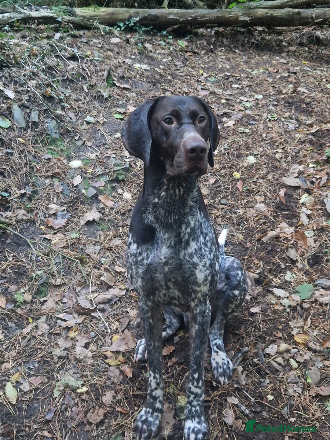 German Shorthaired Pointer dogs for stud: Stunning Proven German shorthaired pointer  in Shrewsbury - Advert 10