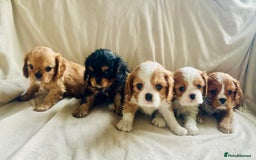 Cavalier King Charles Spaniel dogs for sale:  KC, Health Tested, ready to leave now  - Advert 2