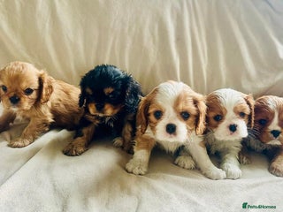 Cavalier King Charles Spaniel dogs KC, Health Tested Parents, Champion blood lines - Advert 4