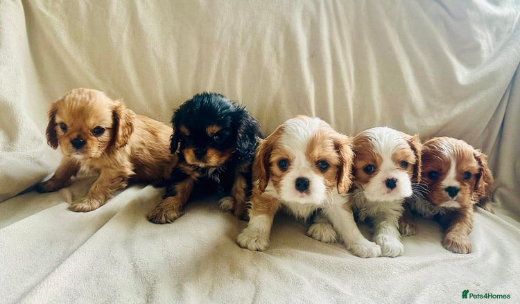 Cavalier King Charles Spaniel dogs KC, Health Tested, Ready 26th or later if needed - Advert 1