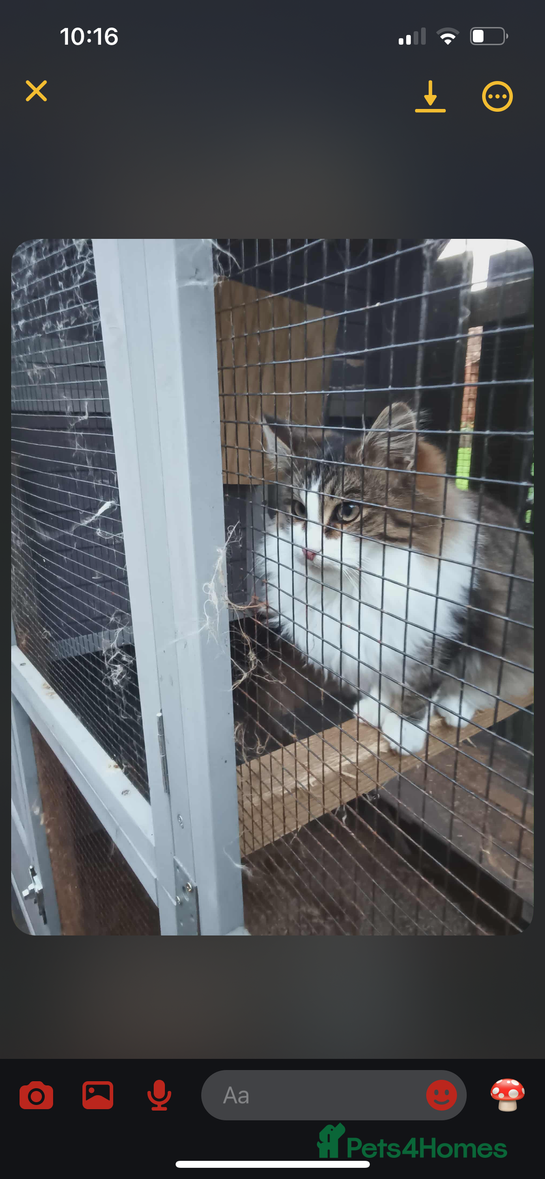 Mixed Breed cats for sale: Cheodie - Rehome - Maine Coon Mix - Advert 3