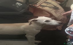 Mixed Breed dogs for sale: Lurcher cross bitch - Image 2