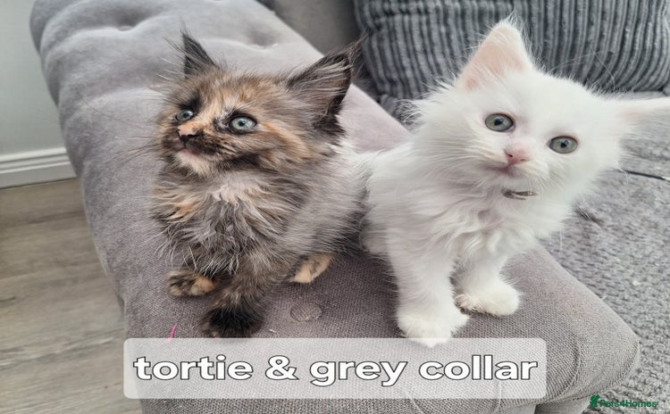 Maine Coon cats - Advert 3