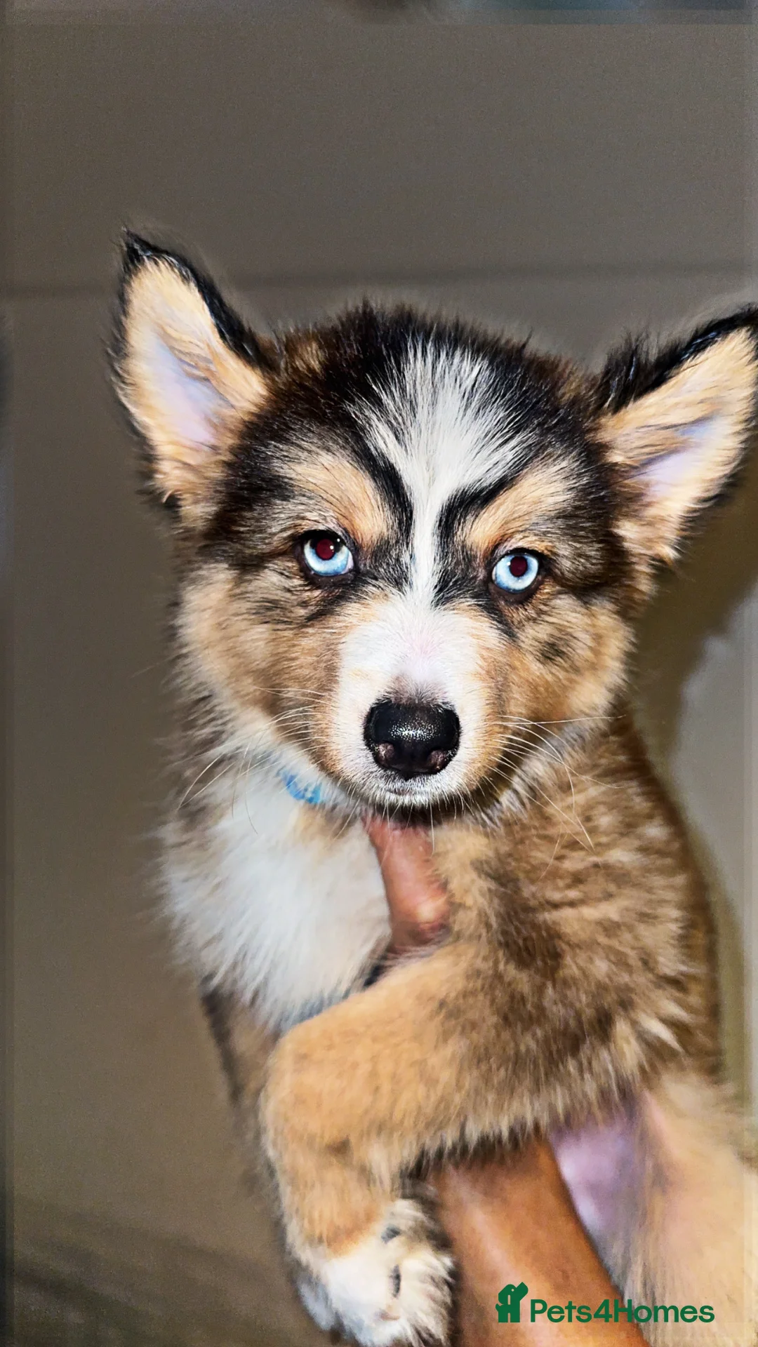 Pomsky dogs for sale: Skye and Sahara  - Advert 15