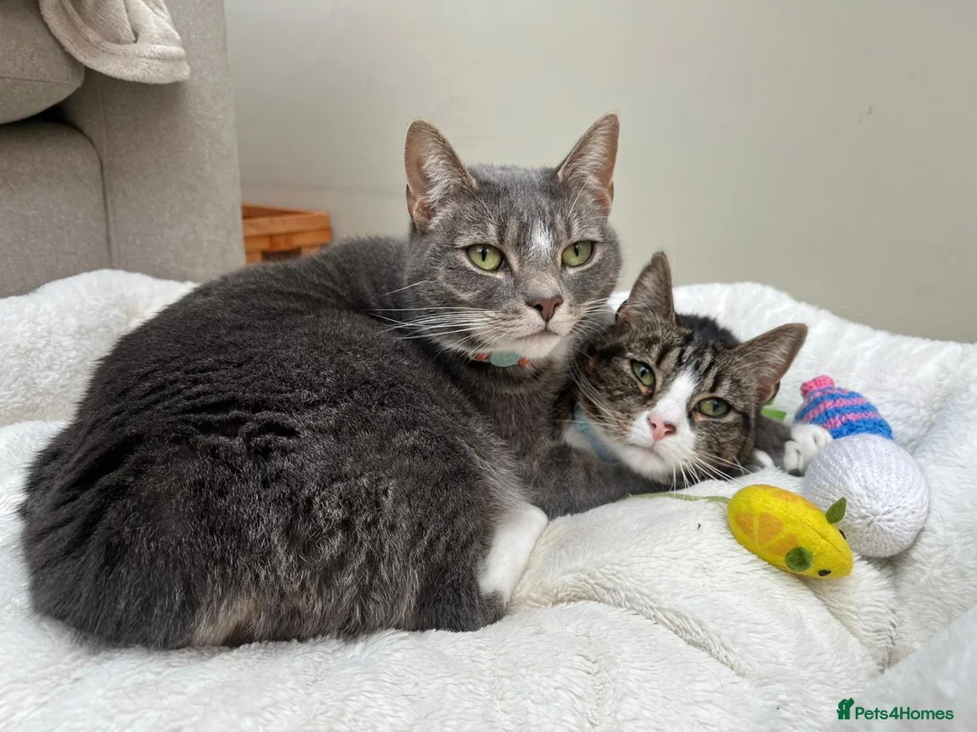 Mixed Breed cats for sale: Marty and Mable - Advert 2