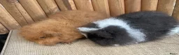 Guinea Pig rodents for sale: Swiss teddy baby sows - Advert 5