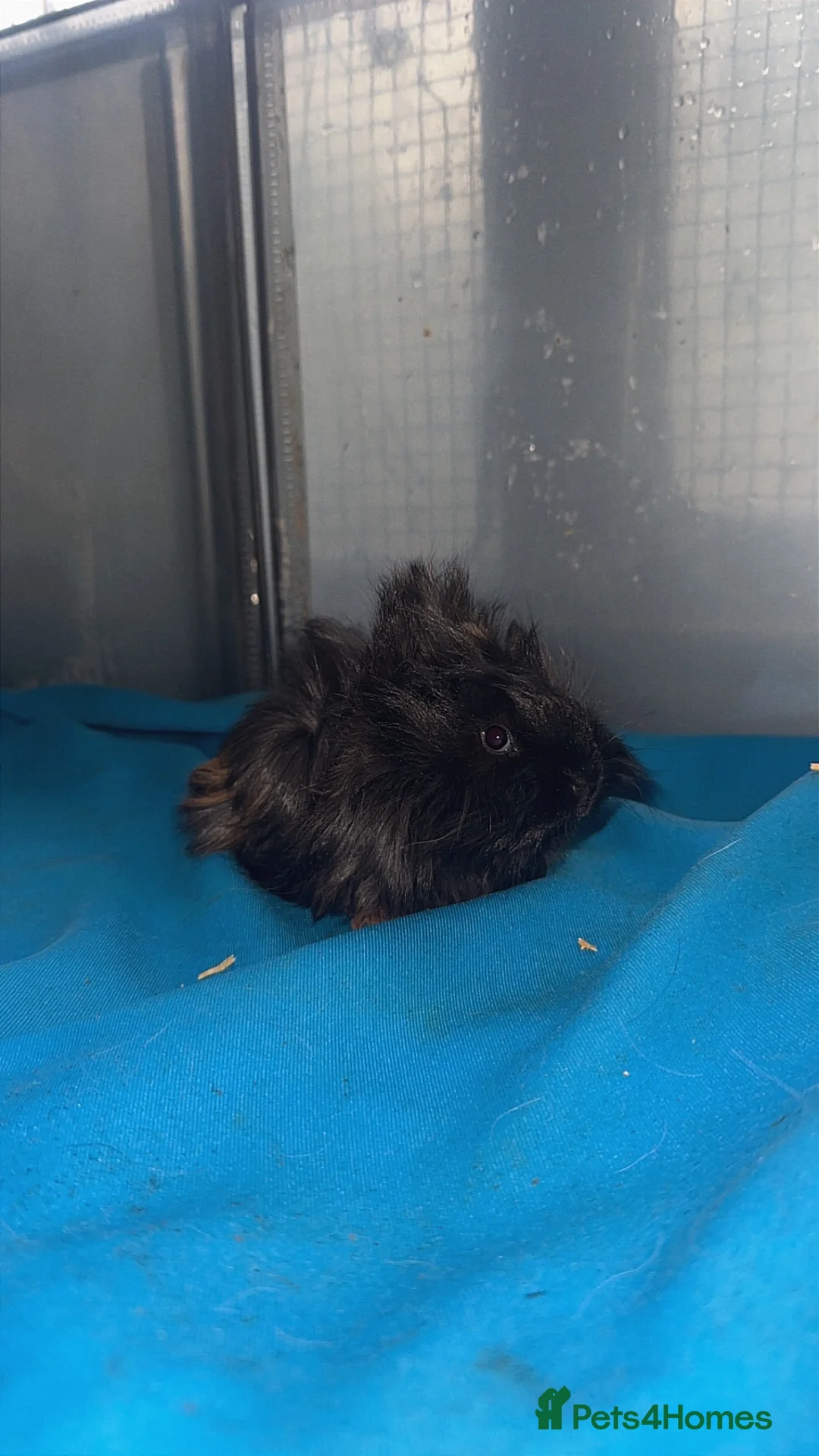 Guinea Pig rodents for sale: Guniea pigs  - Advert 26