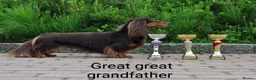 Miniature Dachshund dogs for sale: Only one beautiful dappled female left  - Advert 25