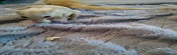 Sugar Glider rodents for sale: Adorable sugar gliders  - Advert 22