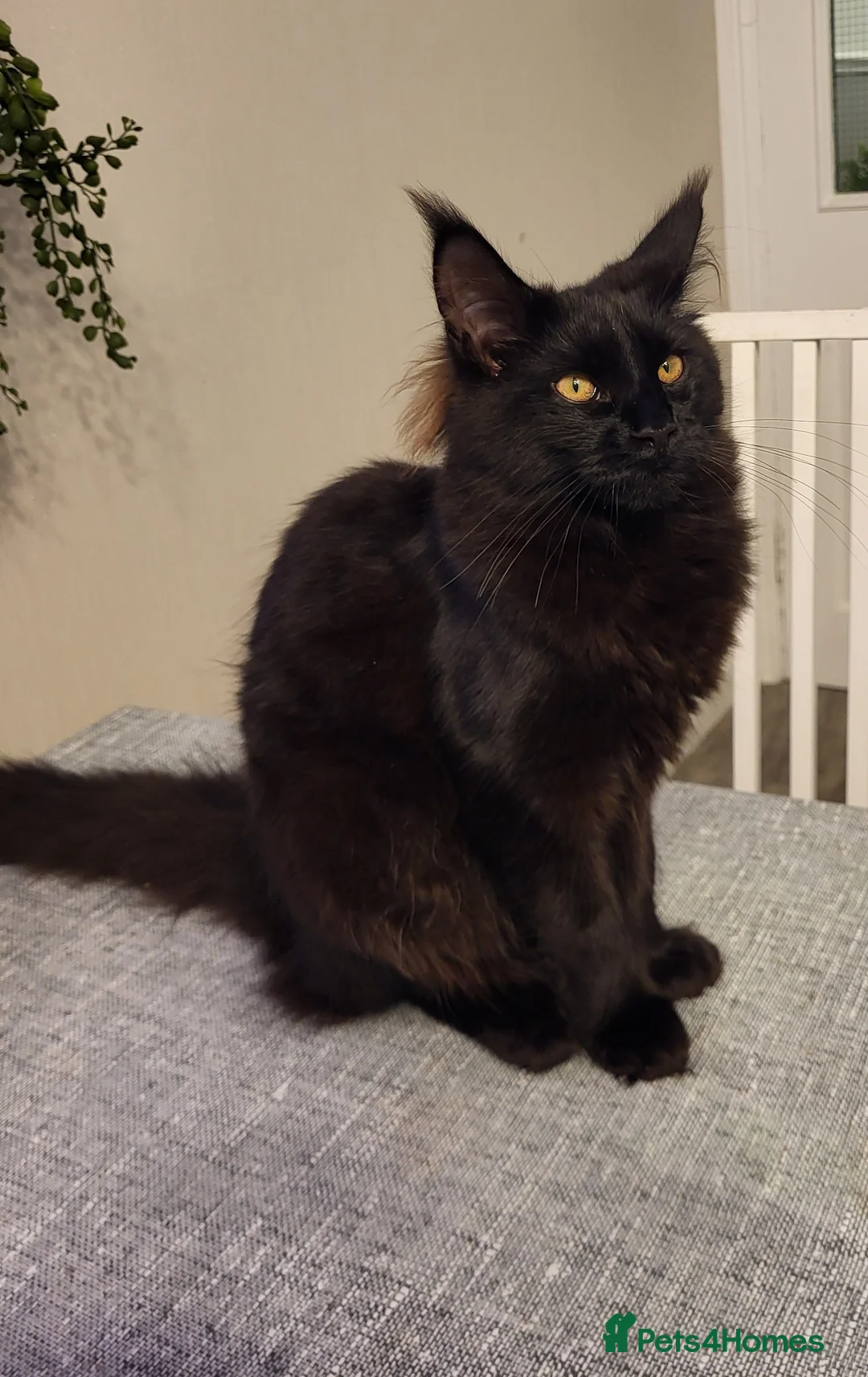 Maine Coon cats for sale: Beautiful Maine coon ready for her forever 🏡  - Advert 5