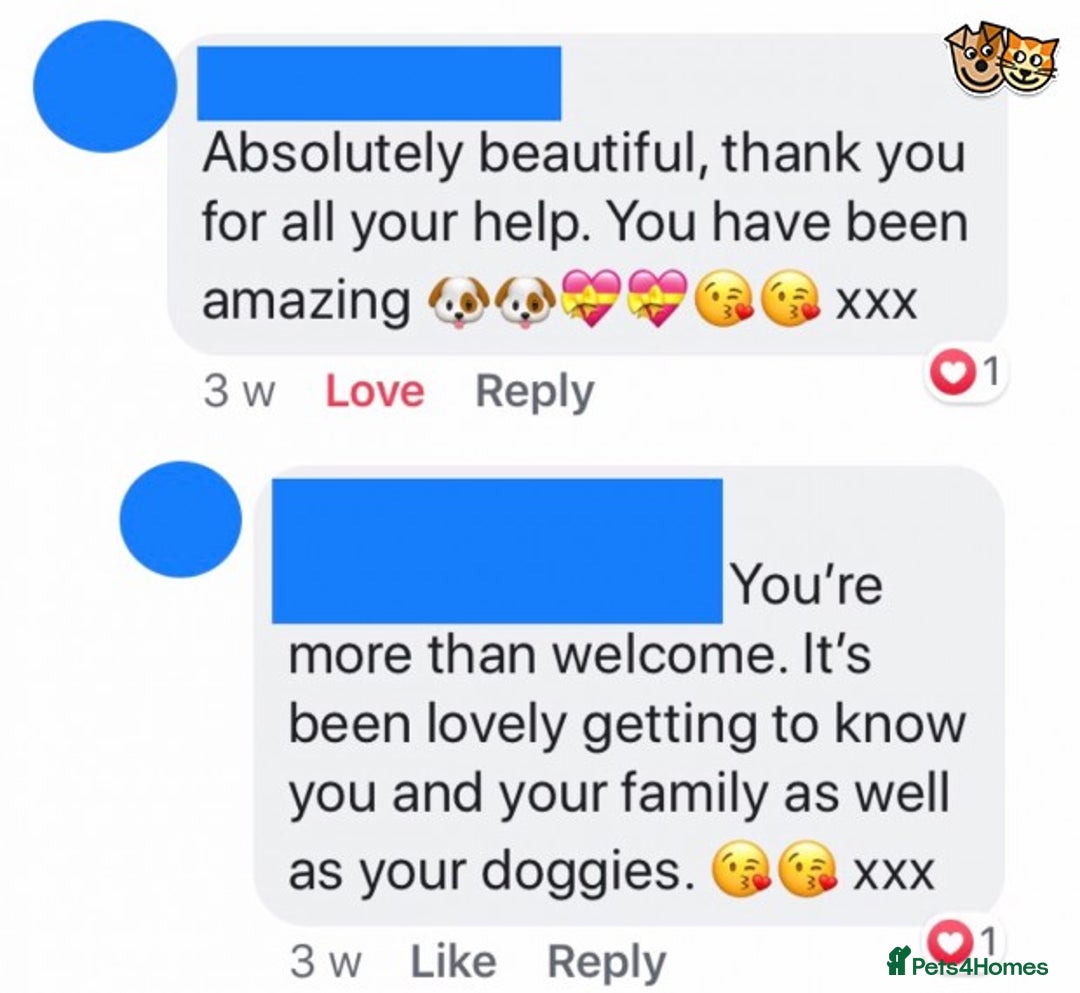 Chihuahua dogs for stud: KC Lilac Tri Long Coat Chihuahua Well Proven Stud in Washington - Advert 17