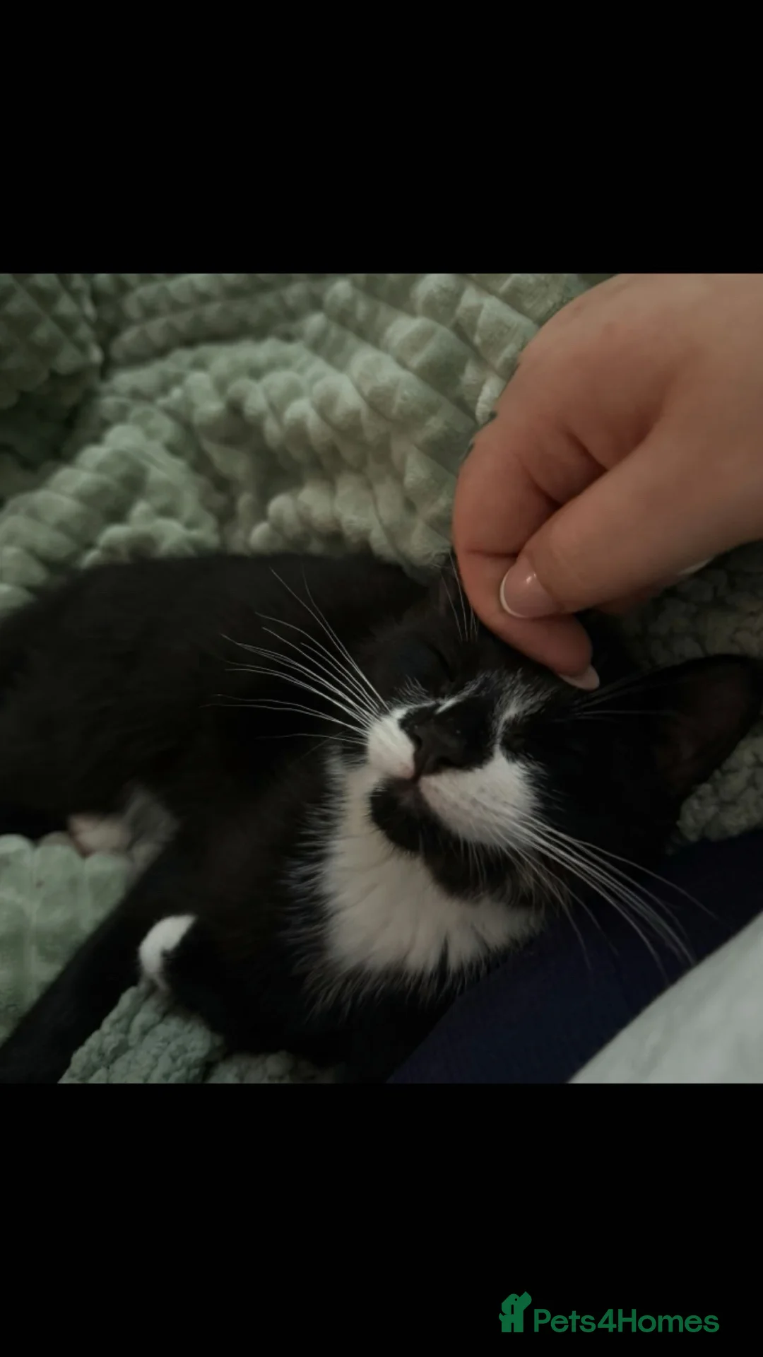 Domestic Shorthair cats for sale: Milo  - Advert 1