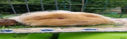 Guinea Pig rodents for sale: Gorgeous Sheltie Guinea Pig  - Advert 1
