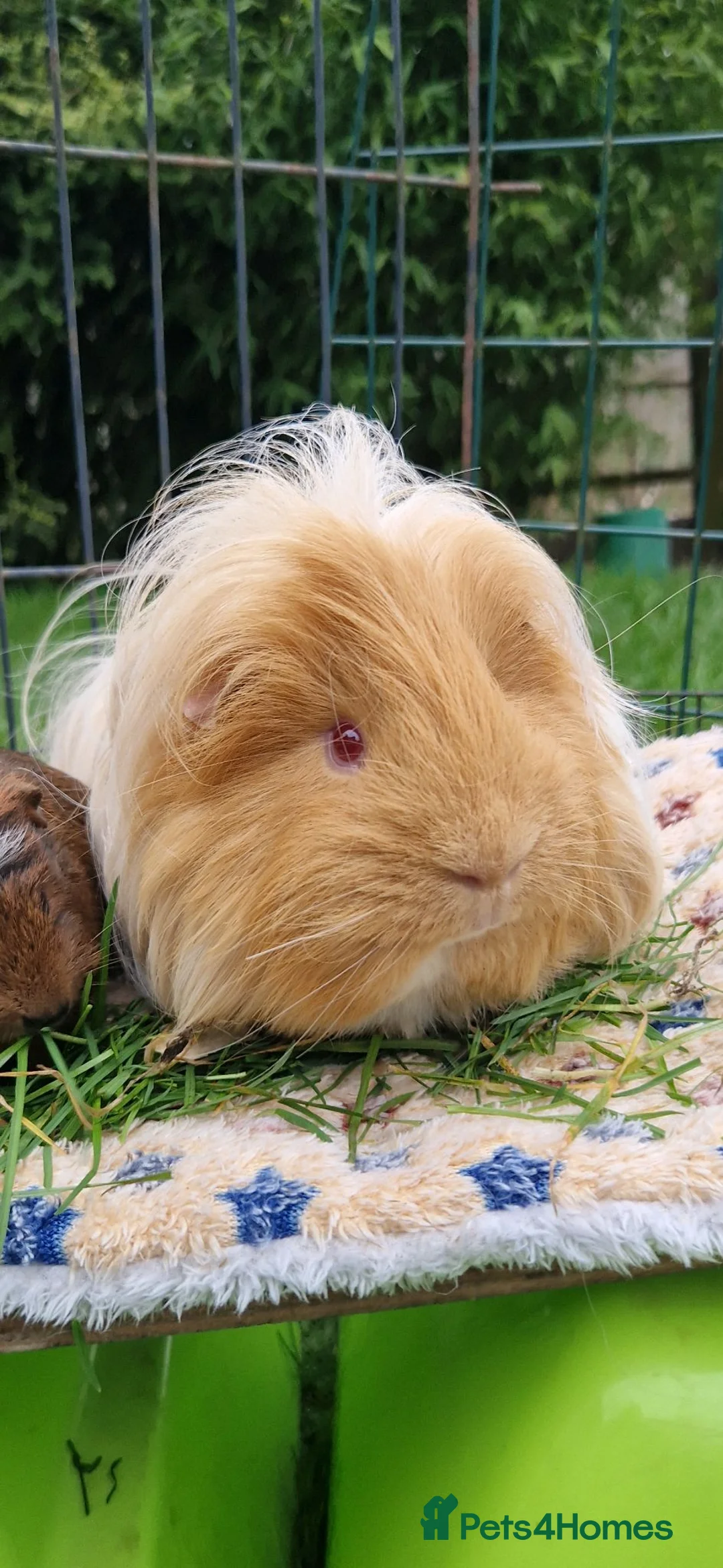 Guinea Pig rodents for sale: Gorgeous Sheltie Guinea Pig  - Advert 1