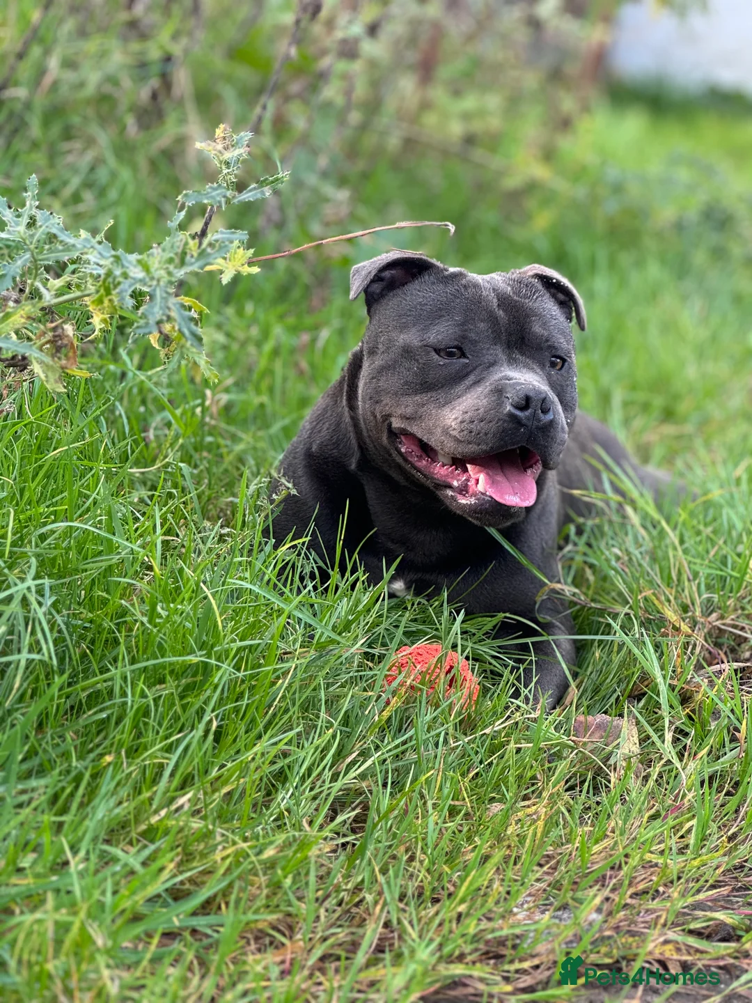 Staffordshire Bull Terrier dogs for sale: Waiting list!! Black x blue health tested Stafford - Advert 9