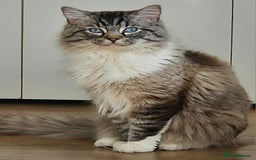 Ragdoll cats for sale: Stunning male ragdoll  - Image 1