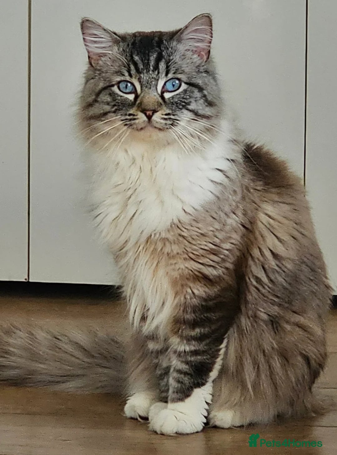 Ragdoll cats for sale: Stunning male ragdoll  - Image 1