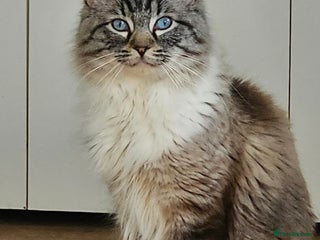 Ragdoll cats - Advert 2