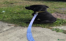 Mixed Breed dogs for sale: Canecorso cross lab - Image 4