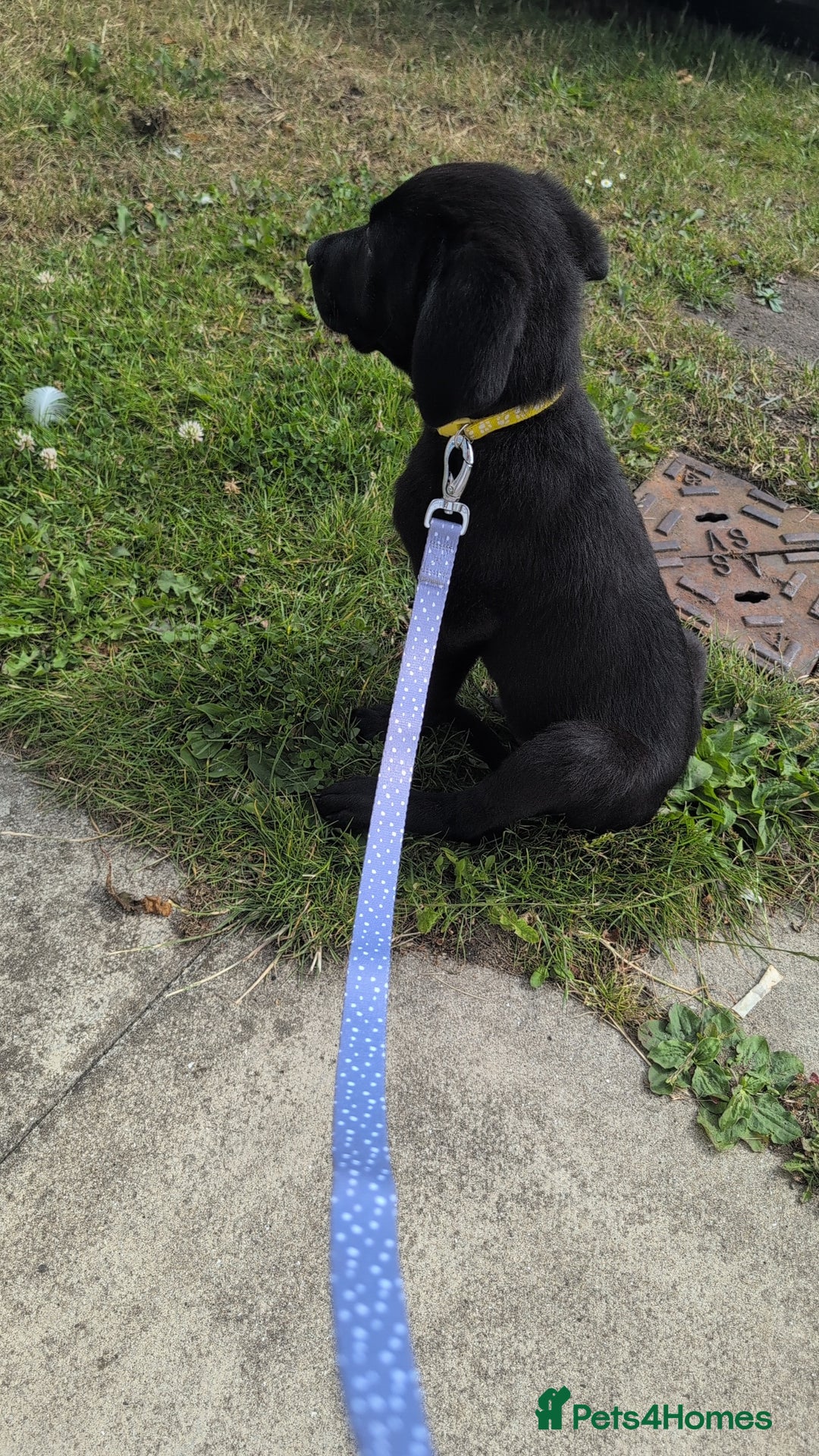 Mixed Breed dogs for sale: Canecorso cross lab - Image 4