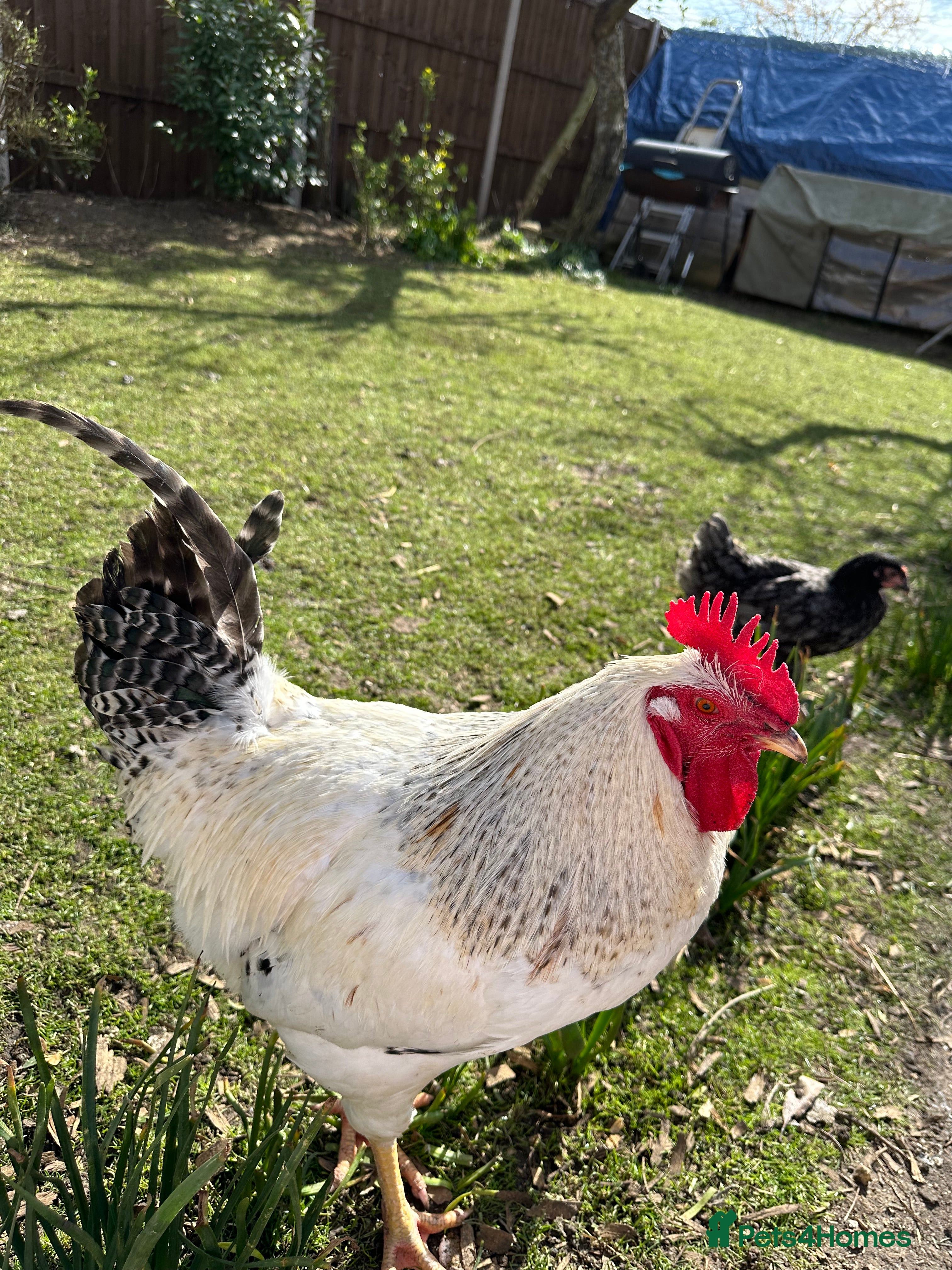 Mixed Breed poultry Mixed breed young 1 year old chicken - Advert 7