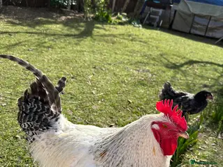 Mixed Breed poultry Mixed breed young 1 year old chicken - Advert 7