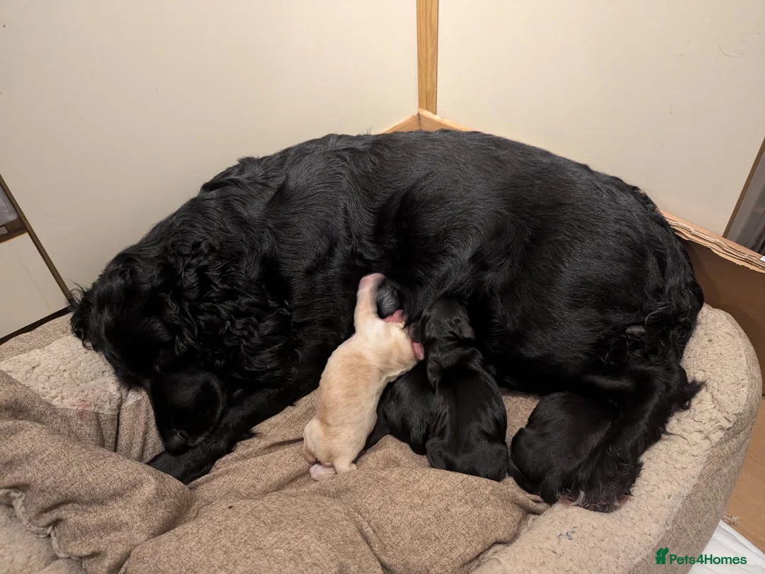 Cocker Spaniel dogs for stud: Working Cocker Spaniel available for Stud  in Chelmsford - Advert 37