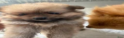 Pomeranian dogs for sale: Pomeranian puppy’s  - Advert 3