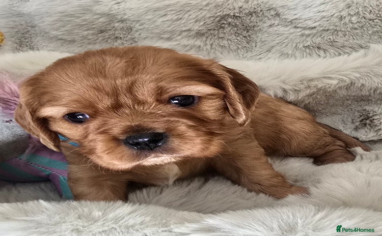 Cavalier King Charles Spaniel dogs - Advert 2