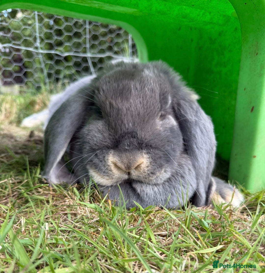 French Lop rabbits for sale: Stunning pure bred French lops  - Image 4