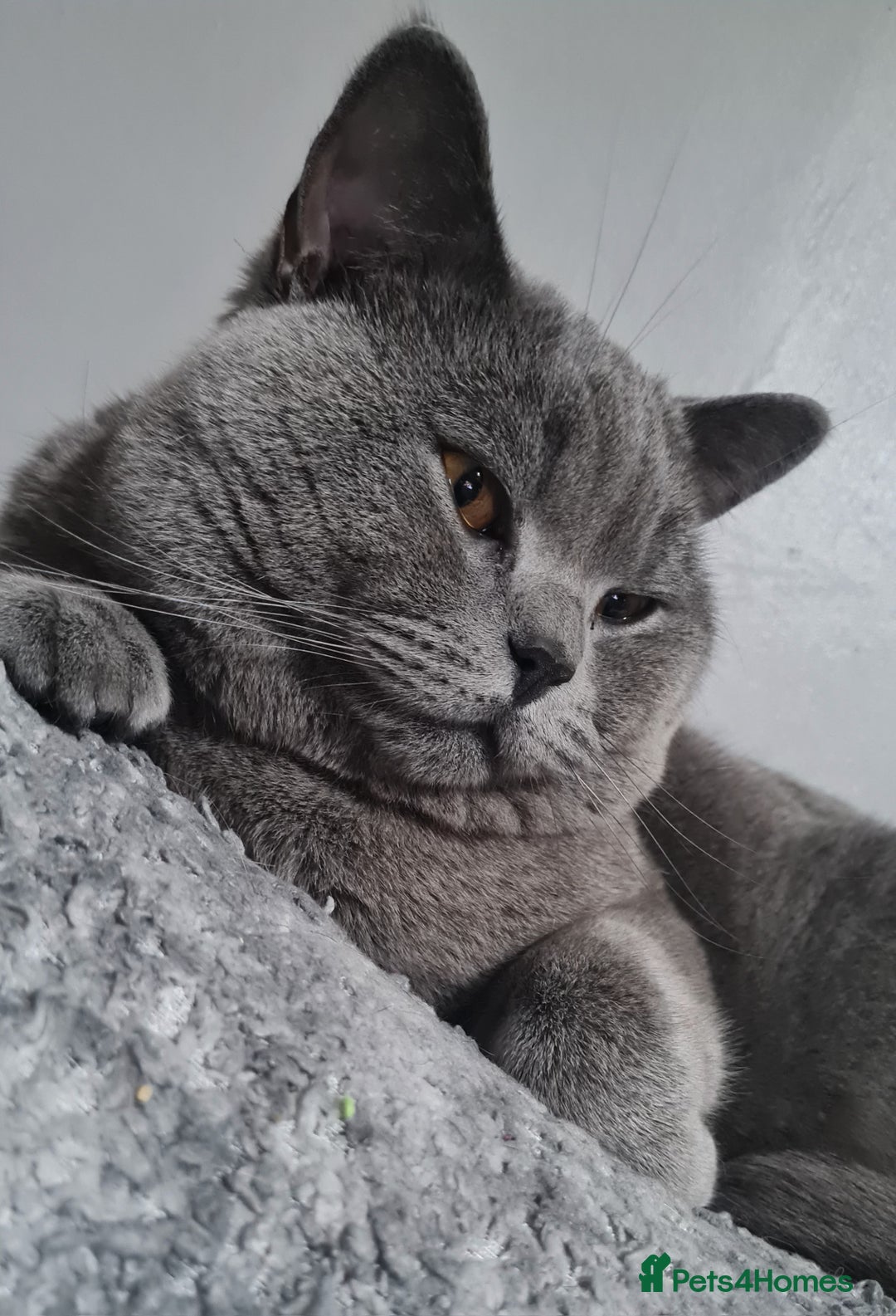 British Shorthair cats for stud: 💣👑Blue British Shorthair👑💣  in Brierley Hill - Image 3