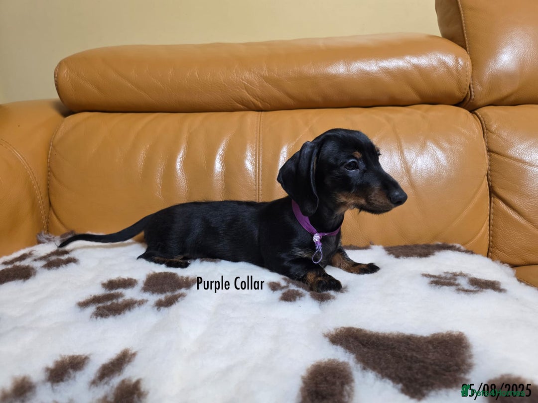 Miniature Dachshund dogs for sale: Miniature Dachshund for sale - FULLY VACCINATED - Image 11