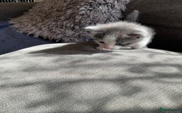Mixed Breed cats for sale: We are all looking for homes soon - Image 6