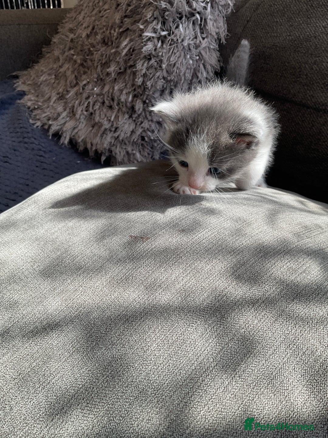 Mixed Breed cats for sale: We are all looking for homes soon - Image 6