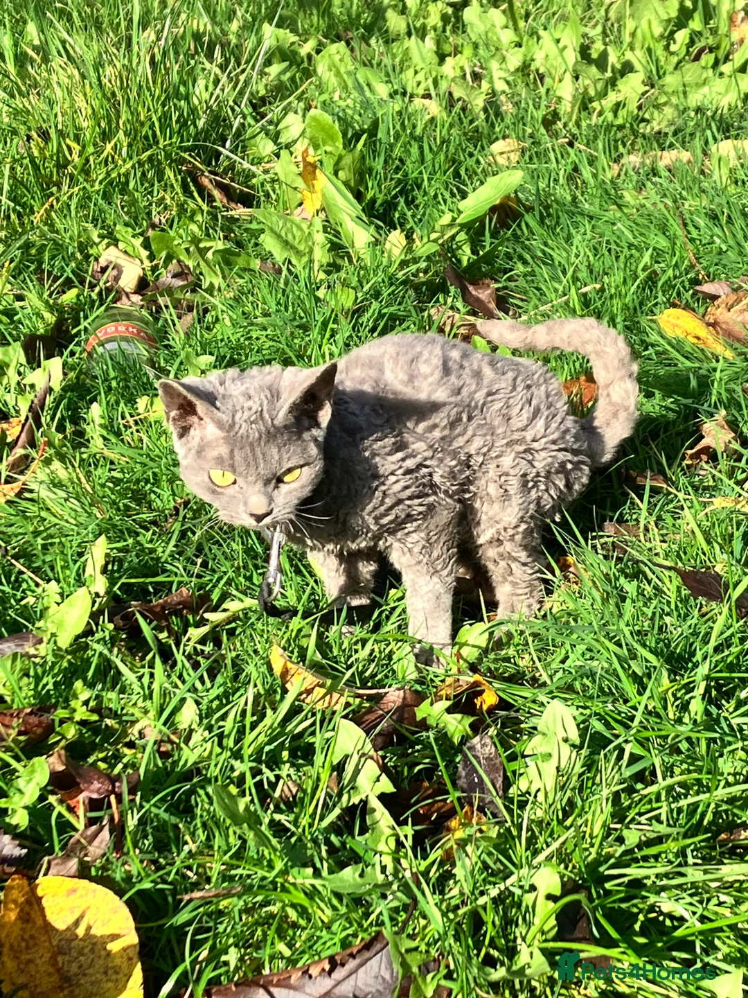 Devon Rex cats for sale: GCCF registered - Devon Rex Kittens - Advert 5
